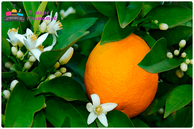 как растут апельсины